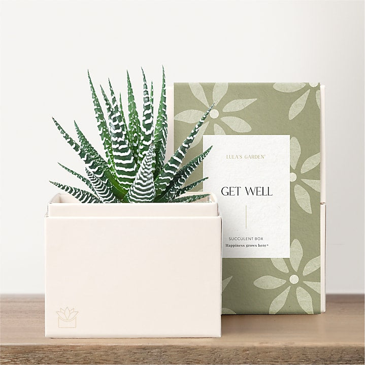 product image for Lula's Garden - Get Well Petite Gardens