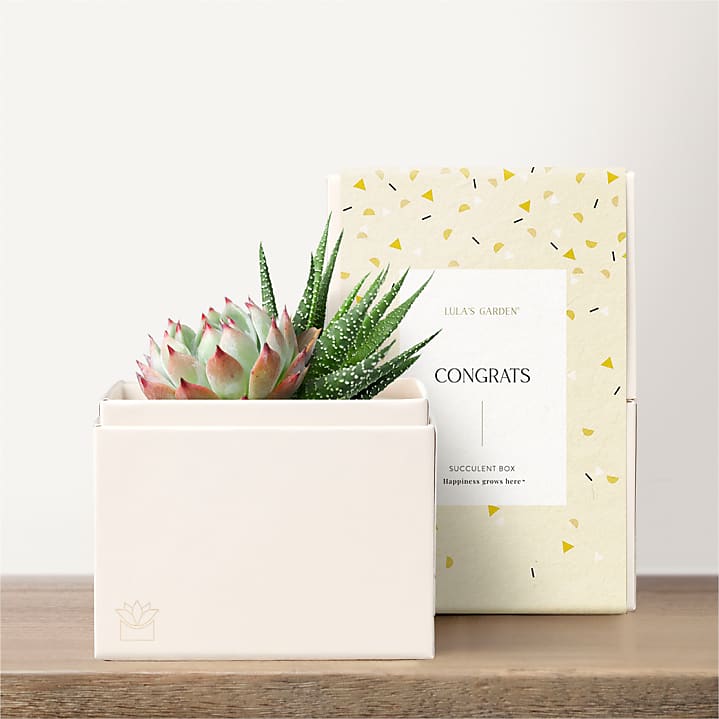 product image for Lula's Garden - Congratulations Petite Gardens