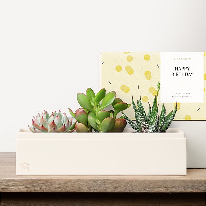 product image for Lula's Garden - Birthday Deluxe Gardens