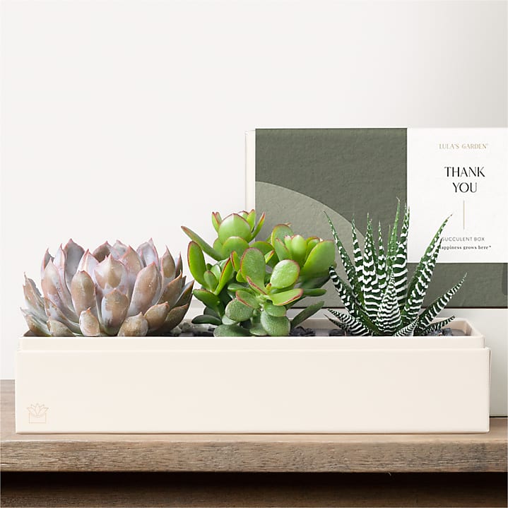 product image for Lula's Garden - Thank You Deluxe Gardens