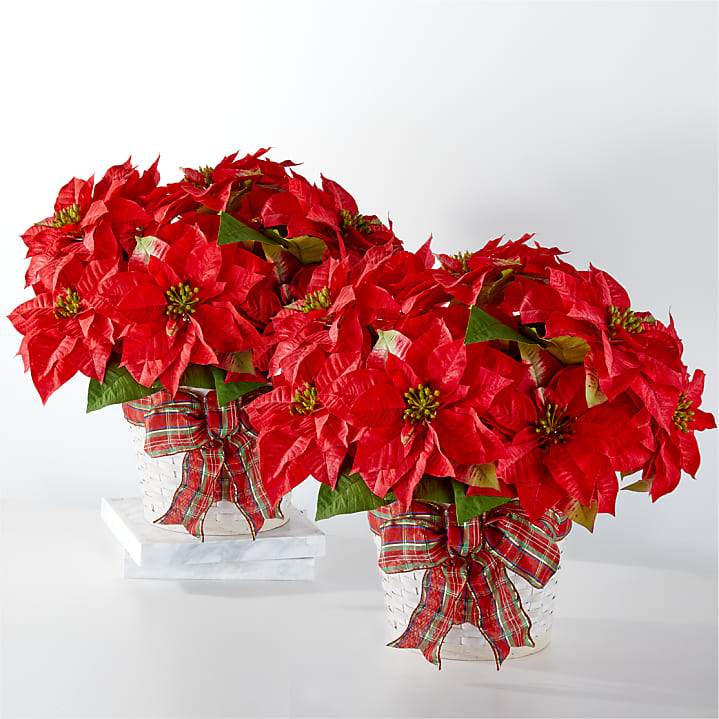 product image for Happiest Holidays Poinsettia Bundle