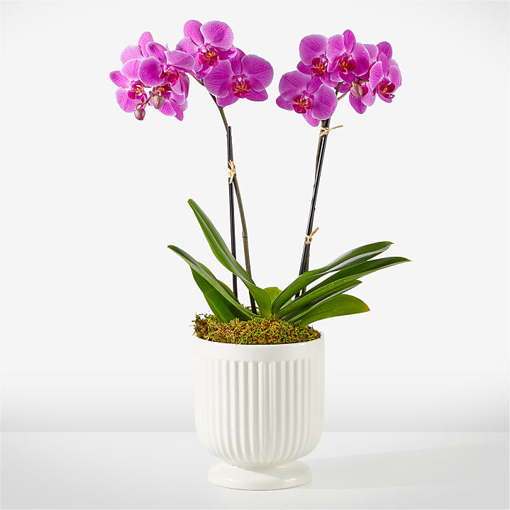 product image for Friendly Fuchsia Orchid