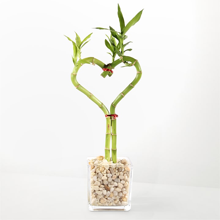 product image for Love Knot Bamboo
