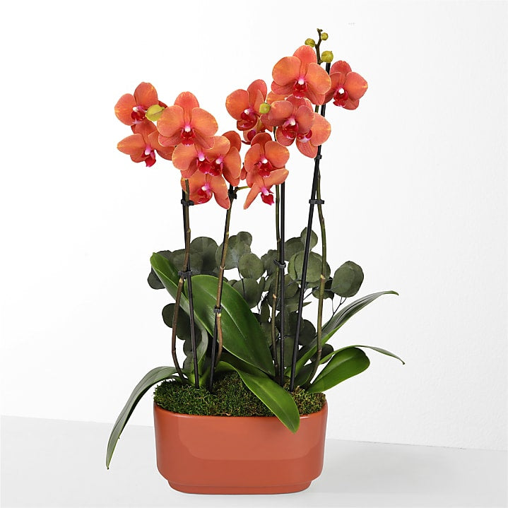 product image for Sunset Orchid Garden