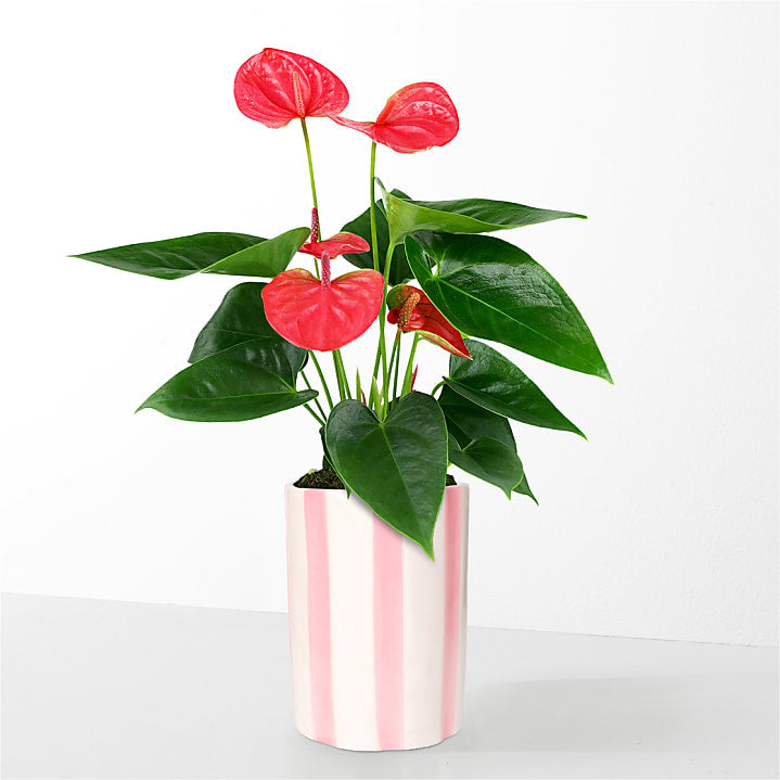 product image for Sending Love Pink Anthurium