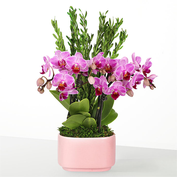 product image for Tropical Romance Mini Orchid Garden