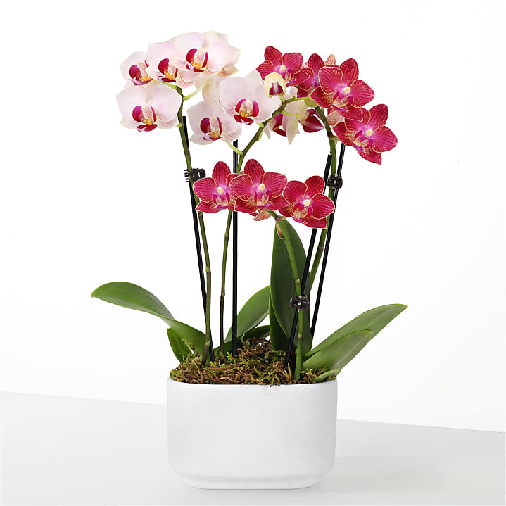 product image for Let Love Grow Orchid Duo