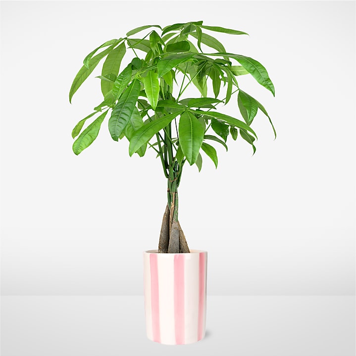 product image for Sweetheart Money Tree