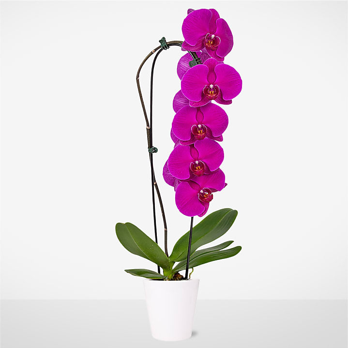 product image for Purple Waterfall Orchid