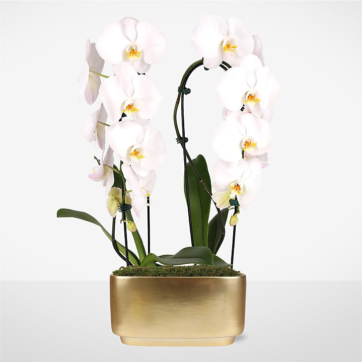 product image for White Waterfall Orchid Garden