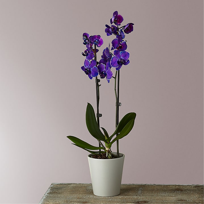 product image for Masterful Watercolor Orchids
