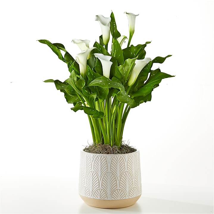 product image for Classic White Calla Lily