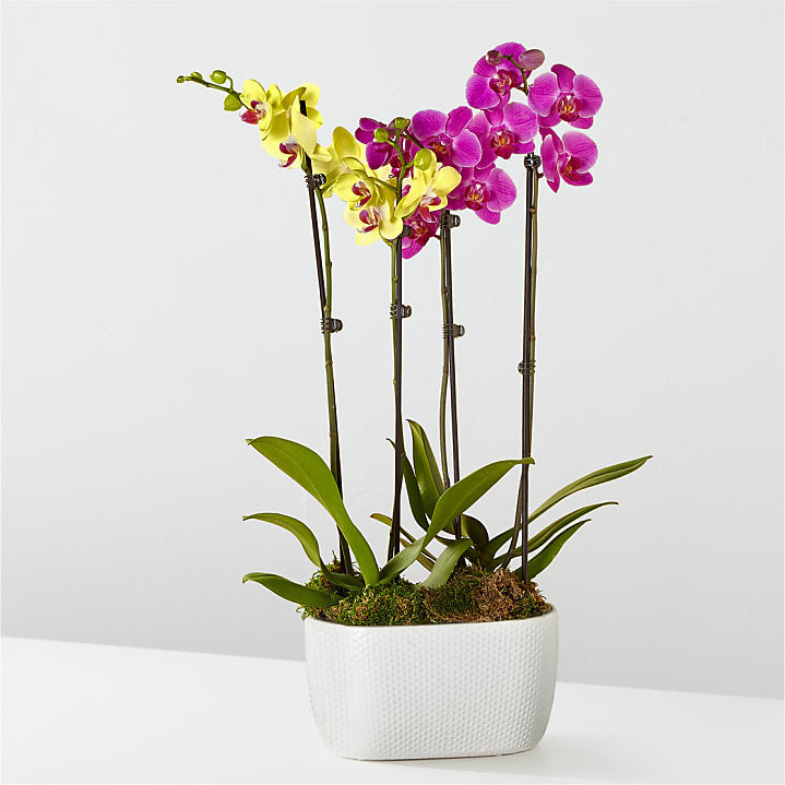 product image for Purple & Yellow Orchid Garden