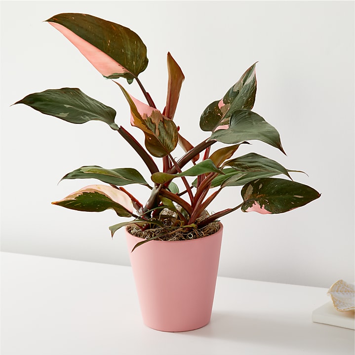 product image for Pink Princess Philodendron