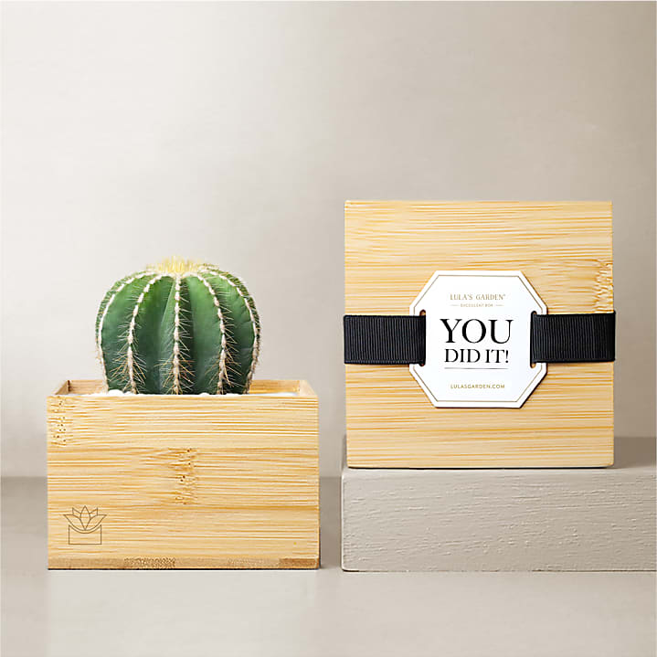 product image for Lula's Garden - Congratulations Bamboo Gardens