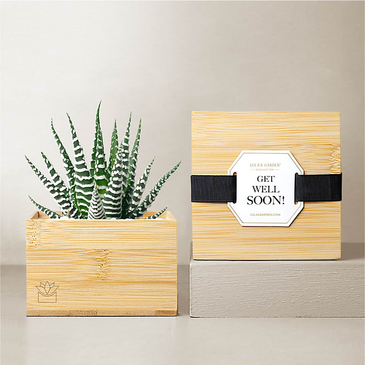 product image for Lula's Garden - Get Well Bamboo Gardens