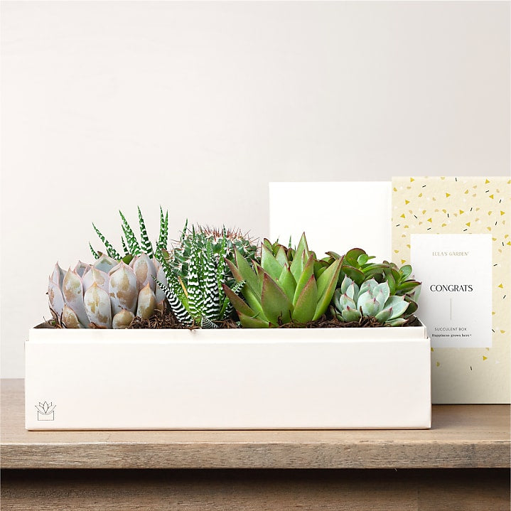 product image for Lula's Garden - Congratulations Premium Gardens