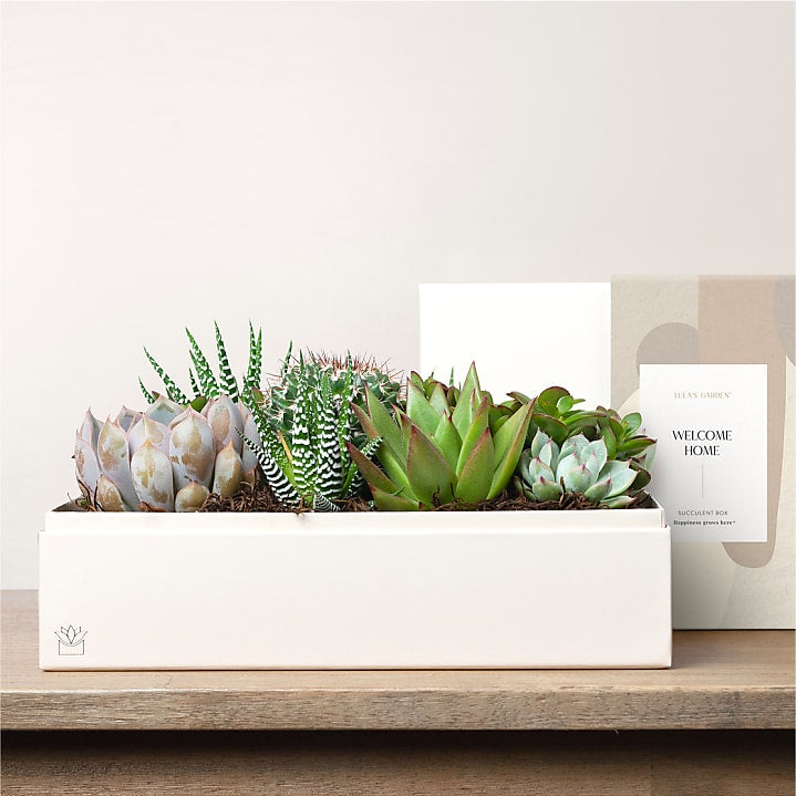 product image for Lula's Garden - Housewarming Premium Gardens