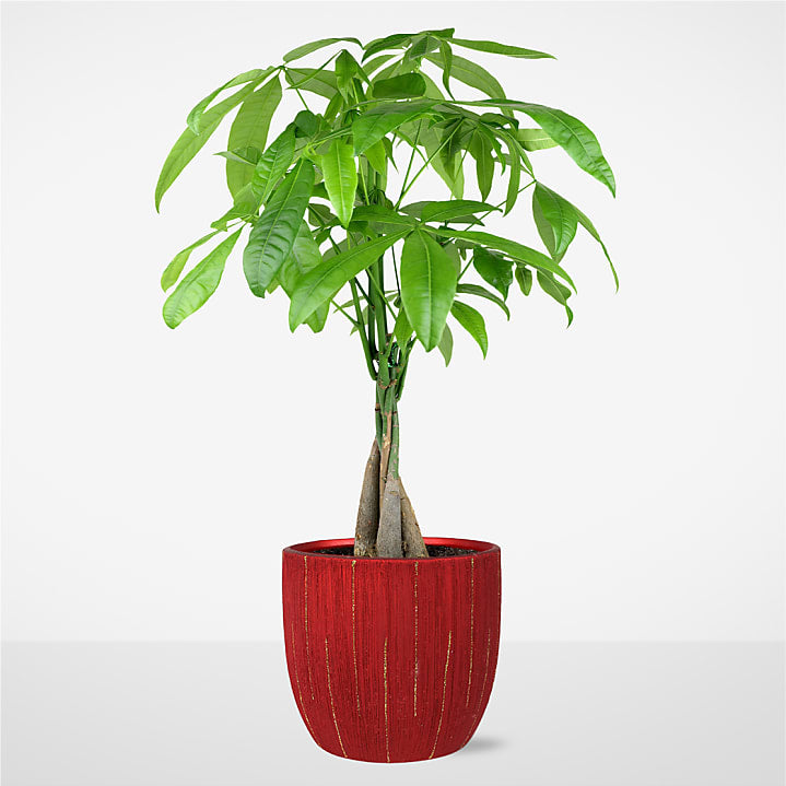 product image for Forever Love Money Tree