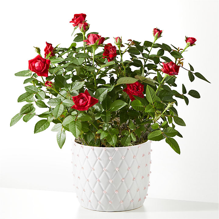 product image for Pearl Kiss Red Mini Rose