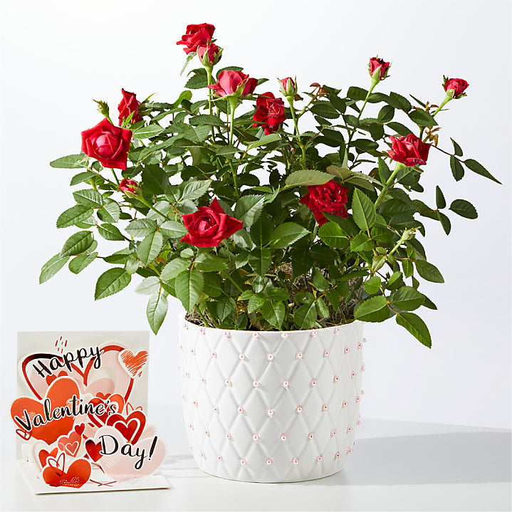 product image for Pearl Kiss Red Mini Rose with Valentine’s Pop Up Card