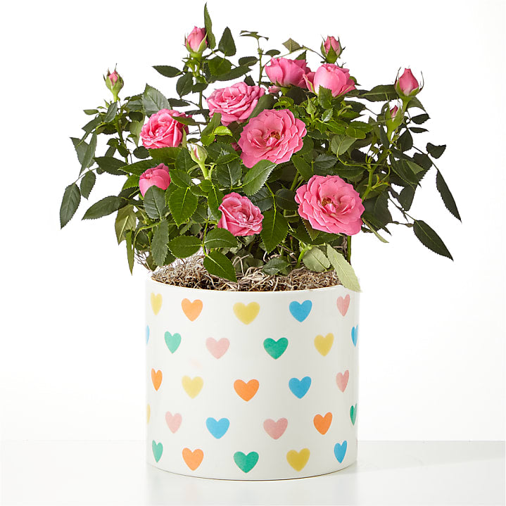 product image for Blush Pearl Mini Rose