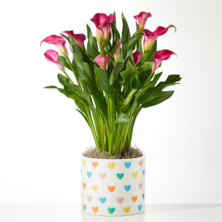 product image for Blushing Beauty Calla Lily