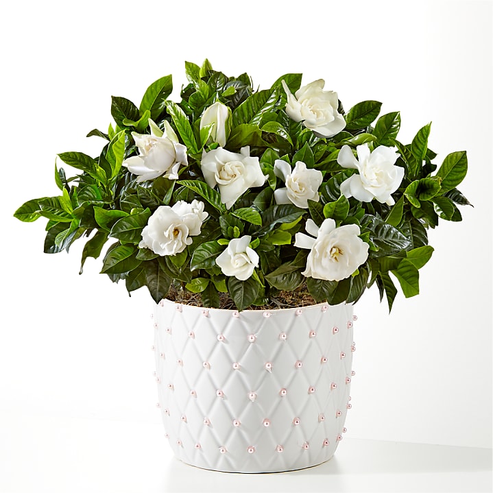 product image for Pure Grace Gardenia