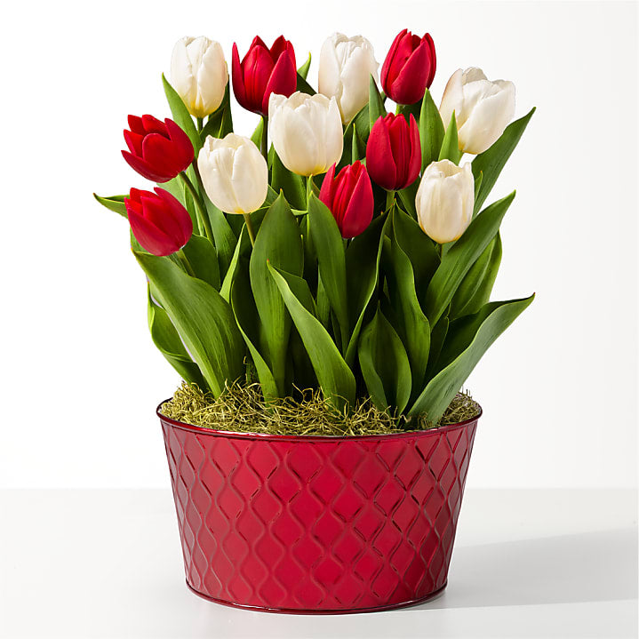 product image for Red and White Mixed Tulip Bulb Garden