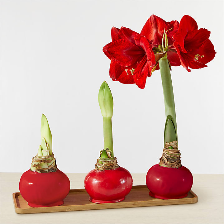 product image for Red Wax Amaryllis Bulb Trio