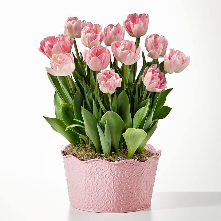 product image for Here in My Heart Tulip Bulb Garden