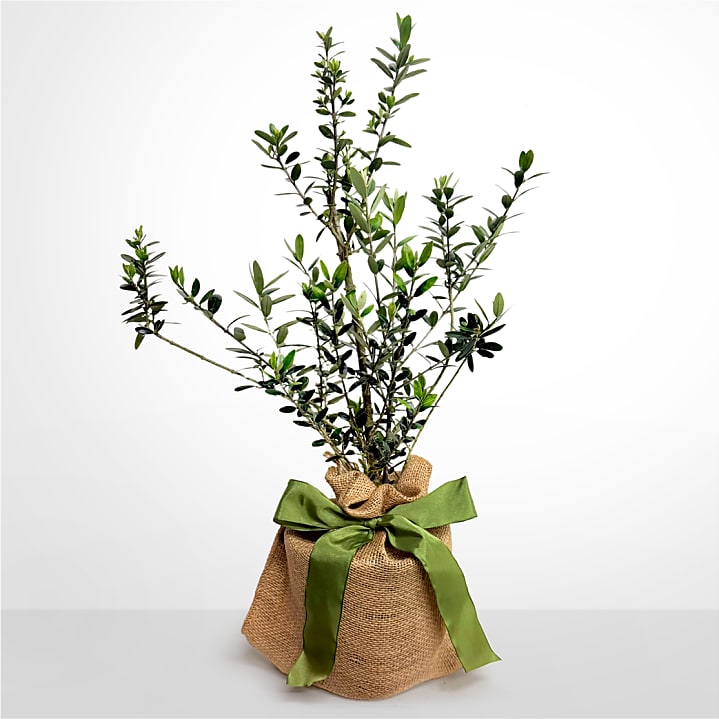 product image for Olive Tree