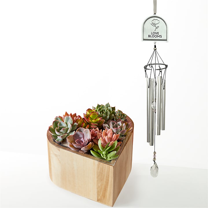 product image for My Heart Succulent Garden and Love Blooms Windchime Gift Set