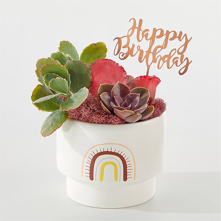 product image for Birthday Bliss Succulent Garden